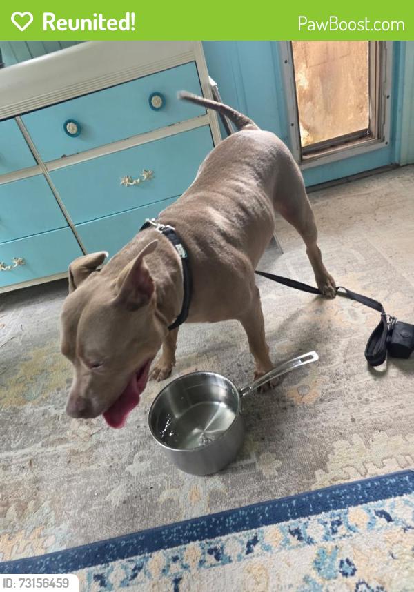 Reunited Female Dog last seen 56th street, Fort Lauderdale, FL 33334