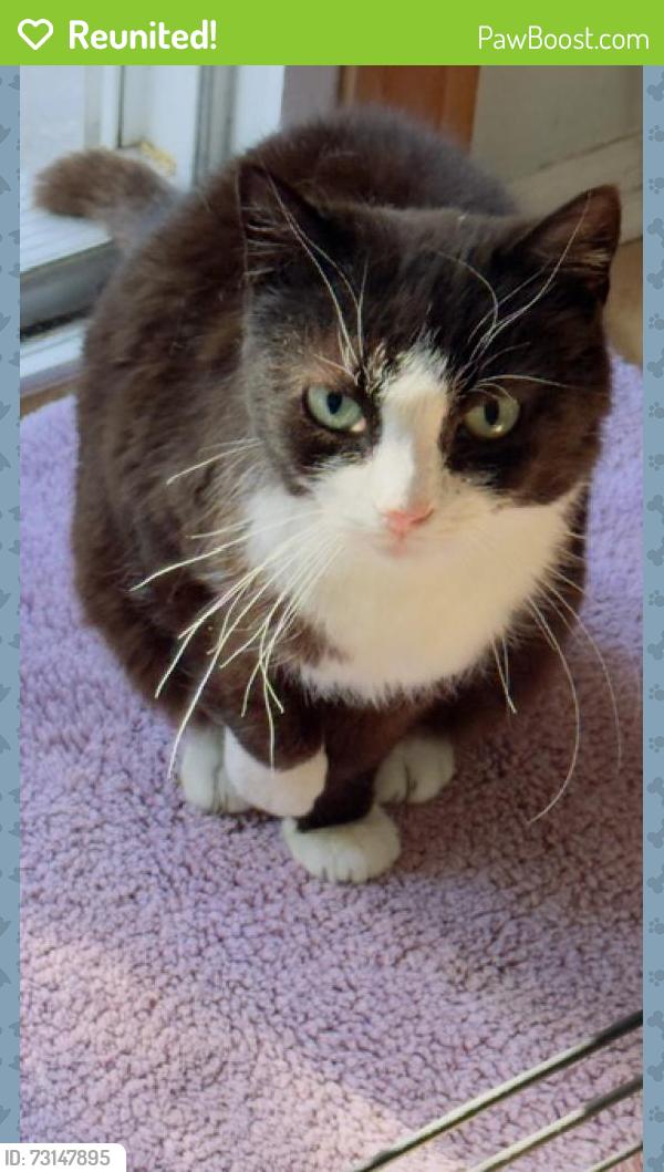Reunited Female Cat last seen Daisy Way and Primrose Lane, Paramus, NJ 07652