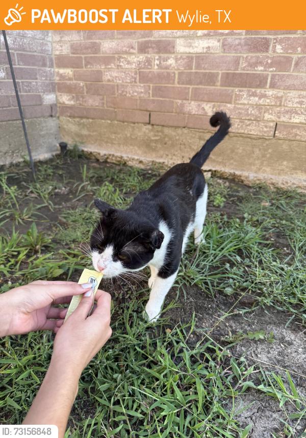 Found/Stray Male Cat last seen Spinnaker way, Wylie, TX 75098