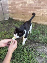 Found/Stray Male Cat last seen Spinnaker way, Wylie, TX 75098