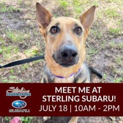 Shelter Stray Female Dog last seen Coastal Dr / Rock Prairie, City of College Station, TX, 5359 Leonard Rd, Bryan, TX 77807, USA