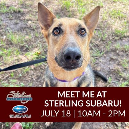 Shelter Stray Female Dog last seen Coastal Dr / Rock Prairie, City of College Station, TX, 5359 Leonard Rd, Bryan, TX 77807, USA