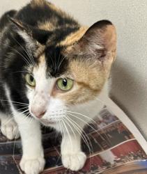 Shelter Stray Female Cat last seen Lakewood Dr. / JC Long Dr., Brazos County, TX, 5359 Leonard Rd, Bryan, TX 77807, USA