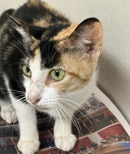 Shelter Stray Female Cat last seen Lakewood Dr. / JC Long Dr., Brazos County, TX, 5359 Leonard Rd, Bryan, TX 77807, USA