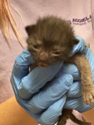 Shelter Stray Male Cat last seen Lakewood Dr. / JC Long Dr., Brazos County, TX, 5359 Leonard Rd, Bryan, TX 77807, USA