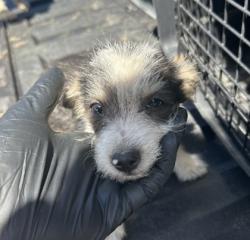 Shelter Stray Male Dog last seen S Renn Ave & E Murphy St, Laton Zone Fresno CO 3 93242, CA, 1510 W Dan Ronquillo Dr, Fresno, CA 93706, USA