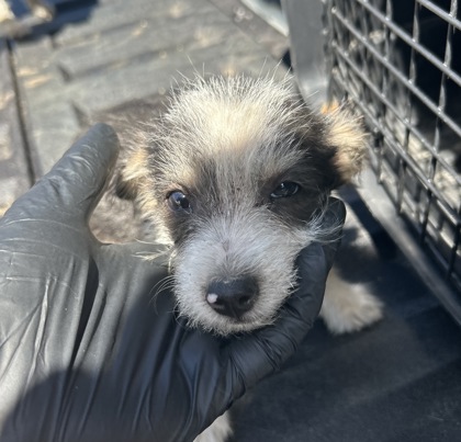 Shelter Stray Male Dog last seen S Renn Ave & E Murphy St, Laton Zone Fresno CO 3 93242, CA, 1510 W Dan Ronquillo Dr, Fresno, CA 93706, USA