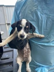 Shelter Stray Male Dog last seen S Renn Ave & E Murphy St, Laton Zone Fresno CO 3 93242, CA, 1510 W Dan Ronquillo Dr, Fresno, CA 93706, USA