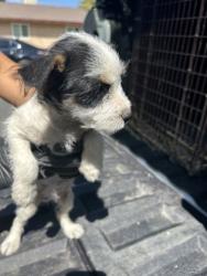 Shelter Stray Female Dog last seen S Renn Ave & E Murphy St, Laton Zone Fresno CO 3 93242, CA, 1510 W Dan Ronquillo Dr, Fresno, CA 93706, USA