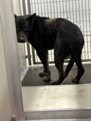 Shelter Stray Male Dog last seen S Henderson Rd & S Cornelia Ave, Fresno Zone Fresno CO 1A 93706, CA, 1510 W Dan Ronquillo Dr, Fresno, CA 93706, USA