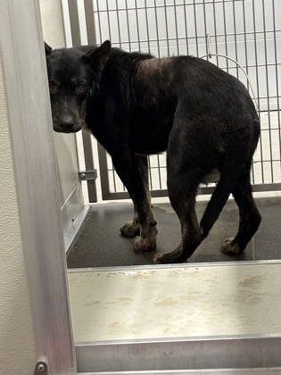 Shelter Stray Male Dog last seen S Henderson Rd & S Cornelia Ave, Fresno Zone Fresno CO 1A 93706, CA, 1510 W Dan Ronquillo Dr, Fresno, CA 93706, USA