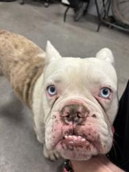 Shelter Stray Male Dog last seen W Clinton Ave & N Lassen Ave, Kerman Zone Fresno CO 1A 93630, CA, 1510 W Dan Ronquillo Dr, Fresno, CA 93706, USA