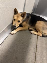 Shelter Stray Female Dog last seen S Cornelia Ave & W California Ave, Fresno Zone Fresno CO 2 93706, CA, 1510 W Dan Ronquillo Dr, Fresno, CA 93706, USA