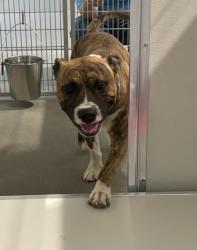 Shelter Stray Male Dog last seen N Rolinda Ave & W Belmont Ave, Fresno Zone Fresno CO 1A 93723, CA, 1510 W Dan Ronquillo Dr, Fresno, CA 93706, USA