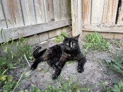 Lost Female Cat last seen Bridgestone neighborhood in Spring, Spring, TX 77388