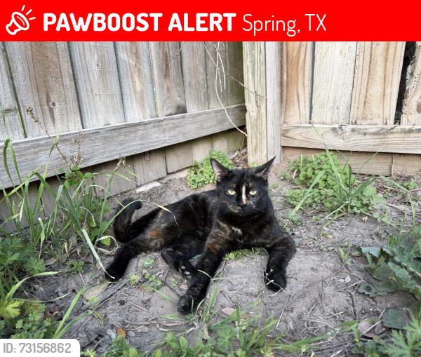 Lost Female Cat last seen Bridgestone neighborhood in Spring, Spring, TX 77388