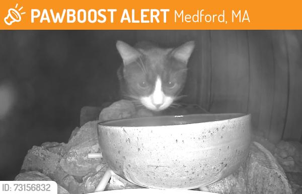 Found/Stray Unknown Cat last seen Fulton, Medford, MA 02155