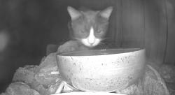 Found/Stray Unknown Cat last seen Fulton, Medford, MA 02155