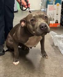 Shelter Stray Female Dog last seen MCDonalds Robert Edge, North Myrtle Beach, SC, 409 Bay St, North Myrtle Beach, SC 29582, USA
