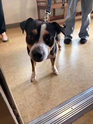 Shelter Stray Male Dog last seen Atkins St, Cedar Hill, TX, 1150 E Pleasant Run Rd, Cedar Hill, TX 75104, USA
