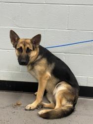 Shelter Stray Female Dog last seen Near RILEY ST, Folsom, CA, 6201 Florin Perkins Rd, Sacramento, CA 95828, USA