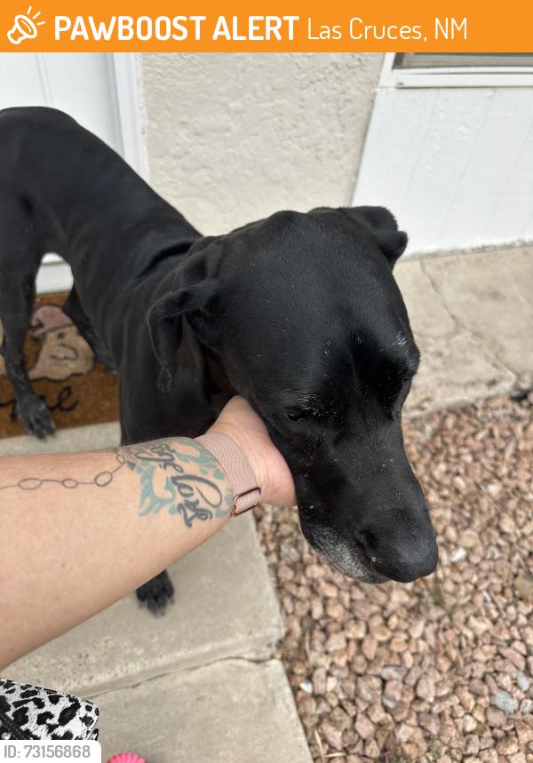Found/Stray Female Dog last seen Stanford st near Walmart on Valley, Las Cruces, NM 88005