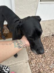 Found/Stray Female Dog last seen Stanford st near Walmart on Valley, Las Cruces, NM 88005