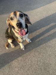 Reunited Female Dog last seen Turtledove and west meadow, Cleburne, TX 76033