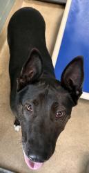 Shelter Stray Female Dog last seen , , CA, 1101 29th Ave, Oakland, CA 94601, USA