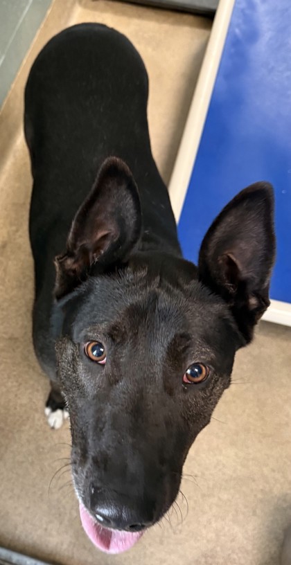 Shelter Stray Female Dog last seen , , CA, 1101 29th Ave, Oakland, CA 94601, USA