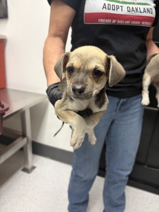Shelter Stray Female Dog last seen , , CA, 1101 29th Ave, Oakland, CA 94601, USA