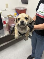 Shelter Stray Female Dog last seen , , CA, 1101 29th Ave, Oakland, CA 94601, USA
