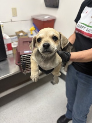 Shelter Stray Female Dog last seen , , CA, 1101 29th Ave, Oakland, CA 94601, USA