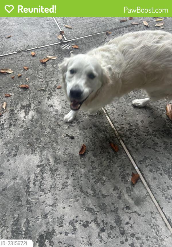 Reunited Female Dog last seen Camp and Amelia, New Orleans, LA 70115