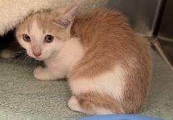 Shelter Stray Female Cat last seen , , CA, 1101 29th Ave, Oakland, CA 94601, USA