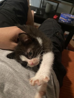 Shelter Stray Female Cat last seen Near N Hairston Rd Stone Mountain Georgia 30083, 30083, GA, 3280 Chamblee Dunwoody Rd, Chamblee, GA 30341, USA