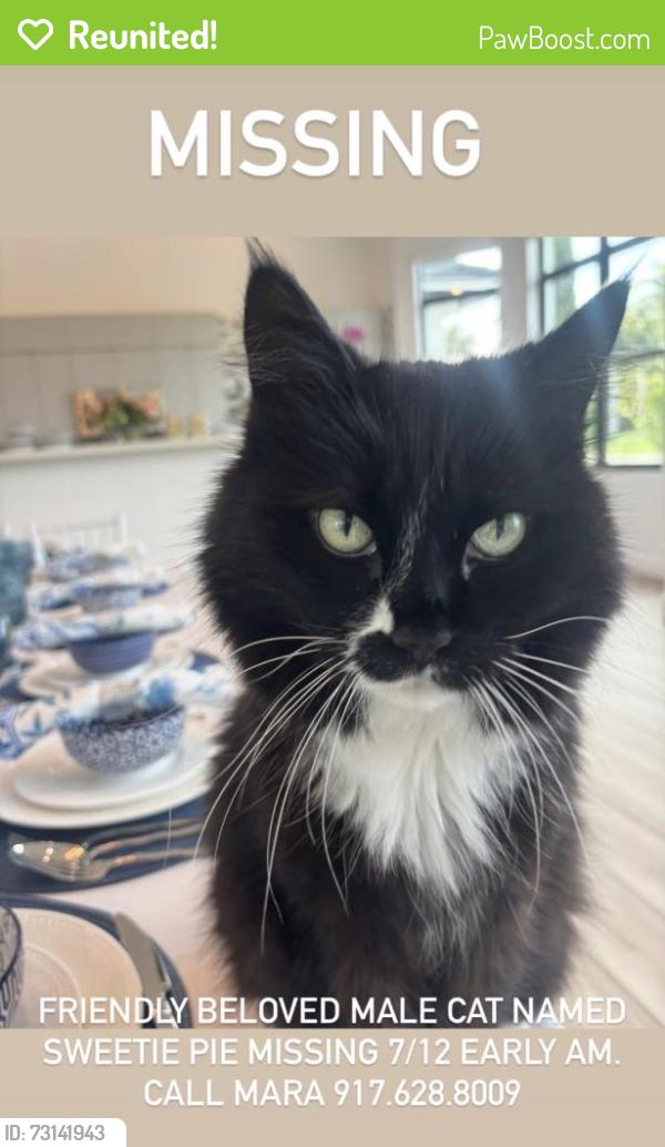 Reunited Male Cat last seen Paddock Drive, Wellington, FL 33414