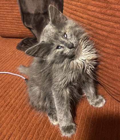 Shelter Stray Female Cat last seen Near Treehills Parkway Stone Mountain Georgia 3008, 30088, GA, 3280 Chamblee Dunwoody Rd, Chamblee, GA 30341, USA