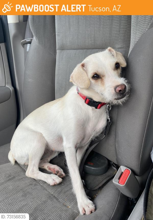 Found/Stray Female Dog last seen Kolb and Escalante, Tucson, AZ 85730