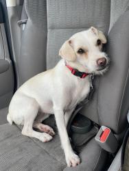 Found/Stray Female Dog last seen Kolb and Escalante, Tucson, AZ 85730