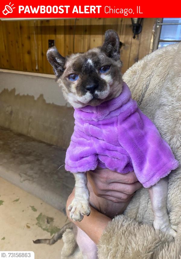 Lost Male Cat last seen Diversey/ Oak Park Ave, Chicago, IL 60634