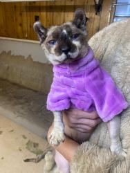 Lost Male Cat last seen Diversey/ Oak Park Ave, Chicago, IL 60634