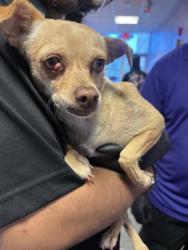 Shelter Stray Female Dog last seen KATHERINE, HORIZON CITY, TX, 79928, Horizon, TX, 5001 Fred Wilson Ave, El Paso, TX 79906, USA