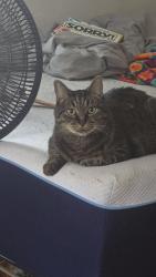 Reunited Female Cat last seen N Center Street by Haunted Trails, Crest Hill, IL 60403