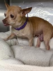 Shelter Stray Female Dog last seen Near wilbarger street, East District, TX, 355 Hillshire Dr, Haslet, TX 76052, USA