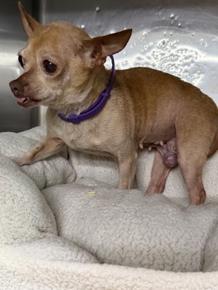 Shelter Stray Female Dog last seen Near wilbarger street, East District, TX, 355 Hillshire Dr, Haslet, TX 76052, USA
