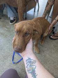 Shelter Stray Female Dog last seen Nw Loop 820, Central District, TX, 355 Hillshire Dr, Haslet, TX 76052, USA