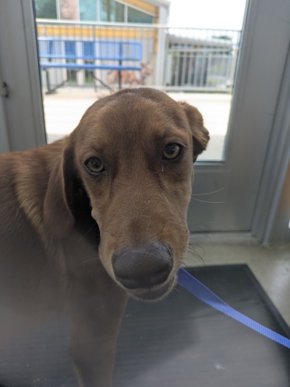 Shelter Stray Female Dog last seen Nw Loop 820, Central District, TX, 355 Hillshire Dr, Haslet, TX 76052, USA