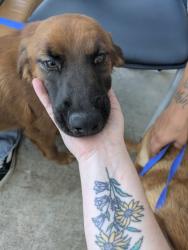 Shelter Stray Female Dog last seen Nw Loop 820, Central District, TX, 355 Hillshire Dr, Haslet, TX 76052, USA
