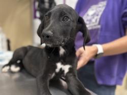 Shelter Stray Male Dog last seen Behind Target in Wolf Ranch by the dumpster, City of Georgetown, TX, 1855 SE Inner Loop, Georgetown, TX 78626, USA